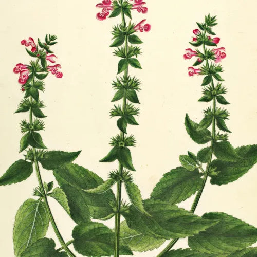 Flora Danica