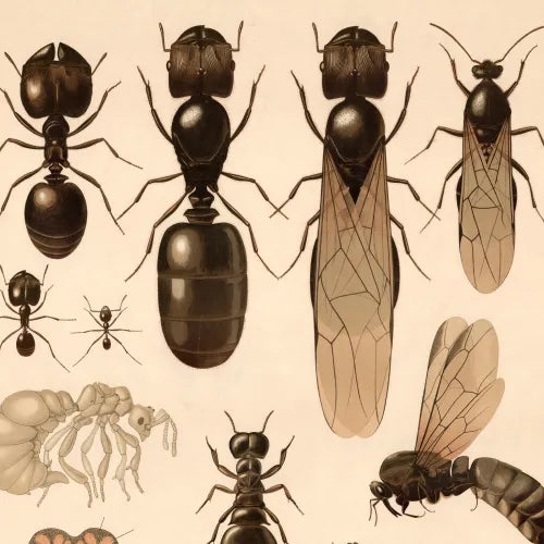 Insekter