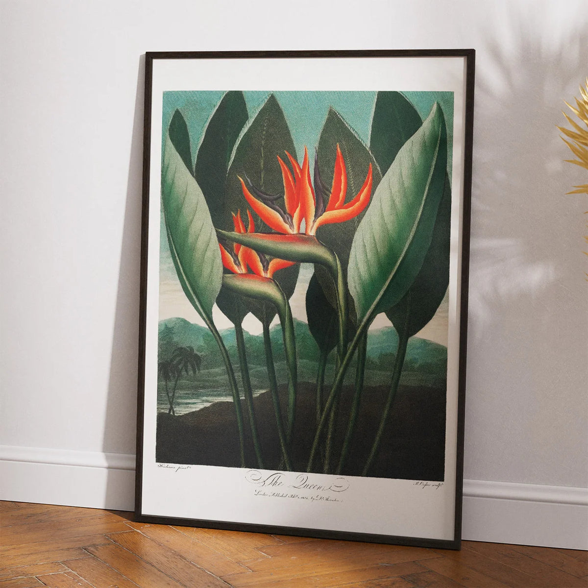 Dronningeplante 1807 - Temple of Flora plakat – billede 2