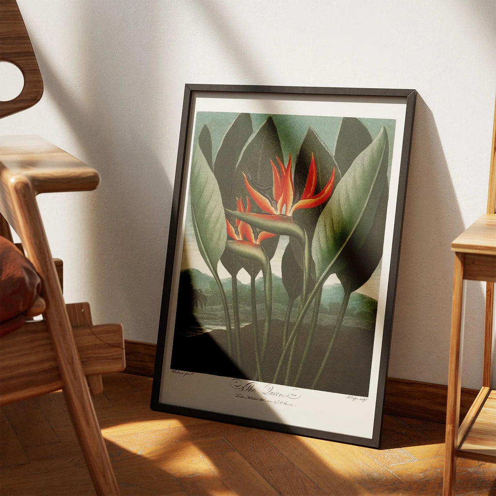 Dronningeplante 1807 - Temple of Flora plakat – billede 3