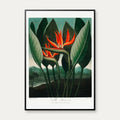 Dronningeplante 1807 - Temple of Flora plakat – billede 1
