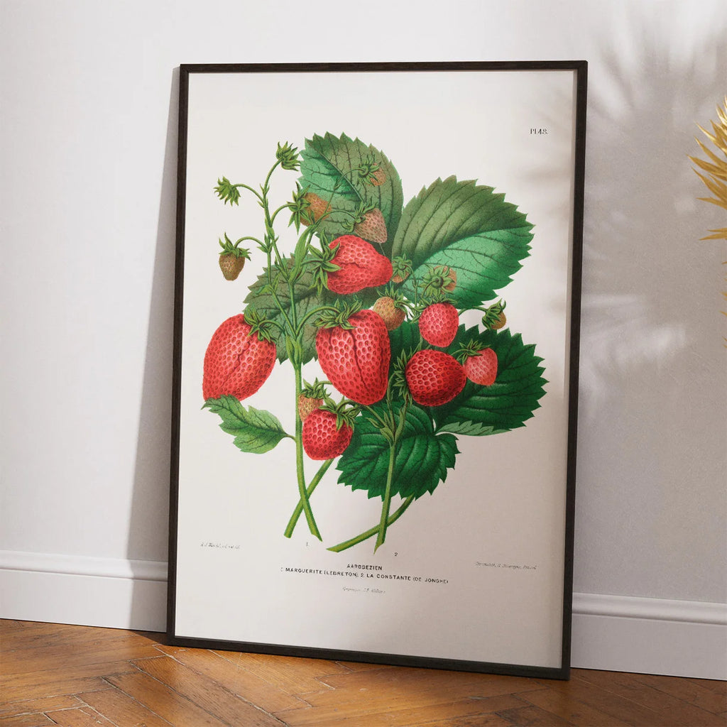 Jordbær 1879 - Botanisk Illustration - Plakat – billede 2