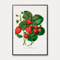 Jordbær 1879 - Botanisk Illustration - Plakat – billede 1