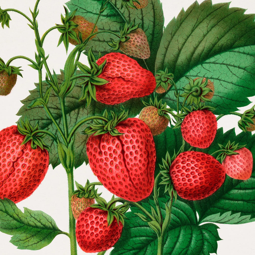 Jordbær 1879 - Botanisk Illustration - Plakat – billede 4