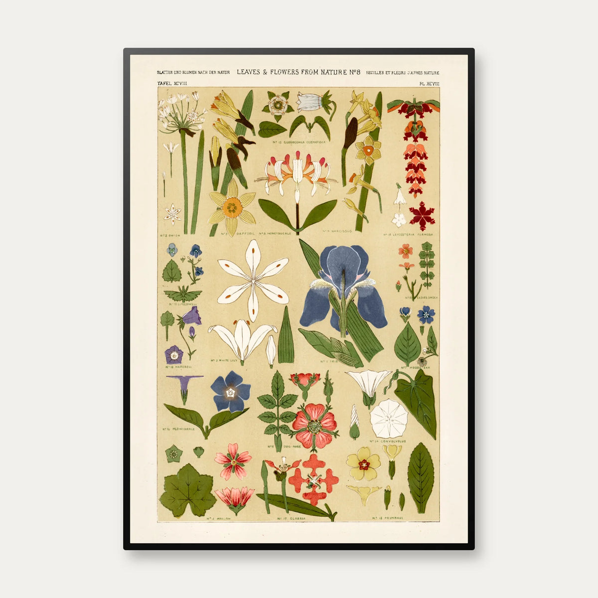 Blomsteroversigt 1856 - Plakat – billede 1