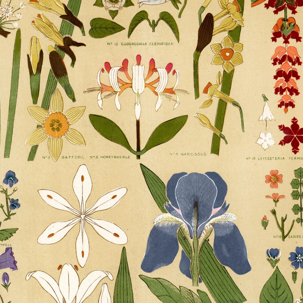 Blomsteroversigt 1856 - Plakat – billede 4