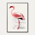 Flamingo Illustration 1919 - Plakat – billede 1