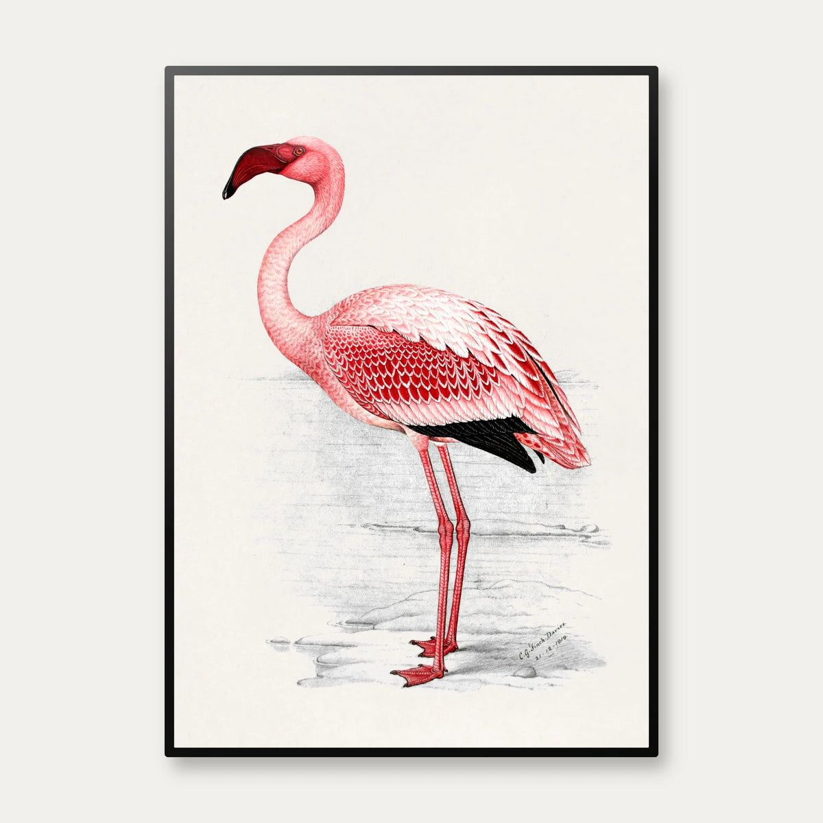 Flamingo Illustration 1919 - Plakat – billede 1
