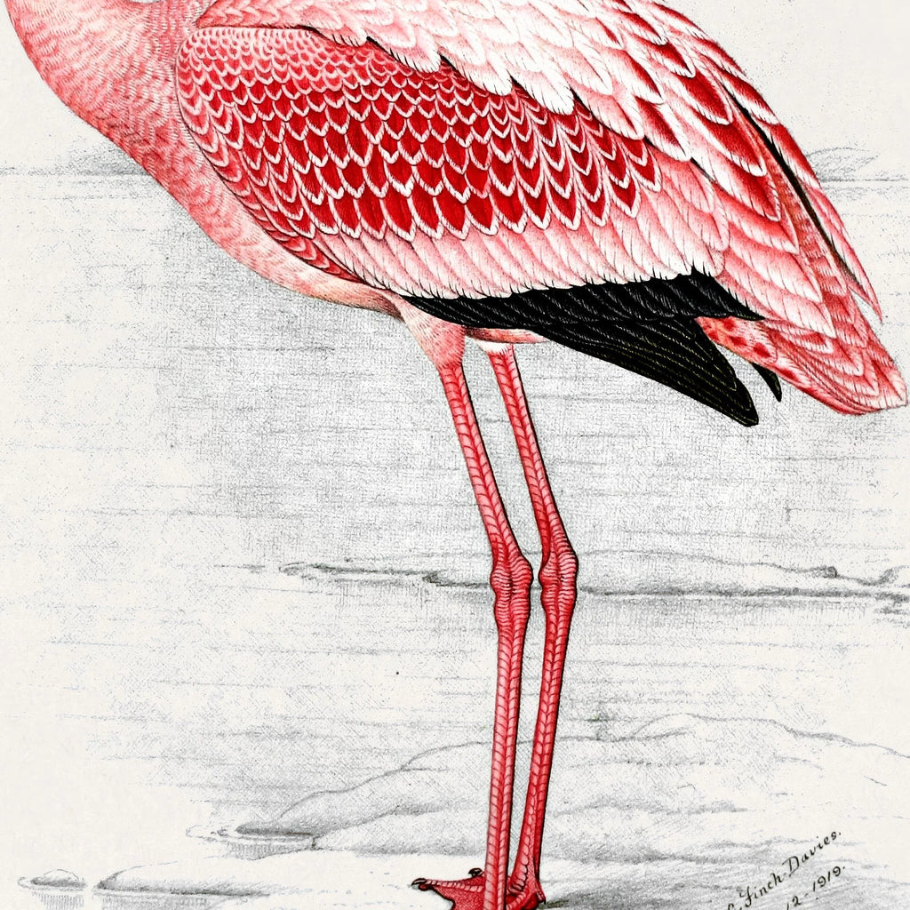 Flamingo Illustration 1919 - Plakat – billede 4