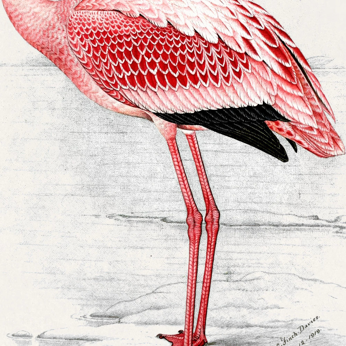 Flamingo Illustration 1919 - Plakat – billede 4