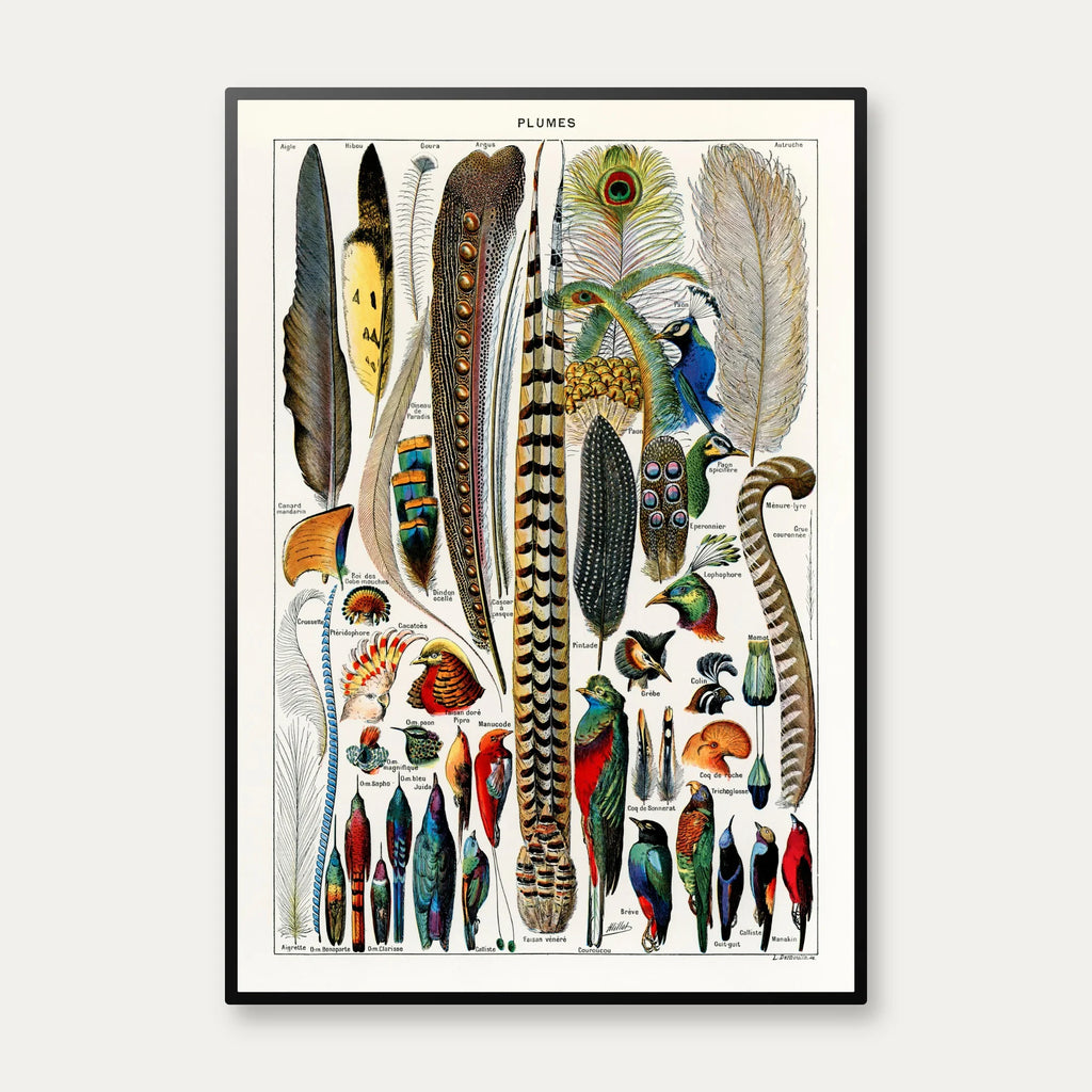 Fjer & faner fra fugle 1900 - Plakat – billede 1