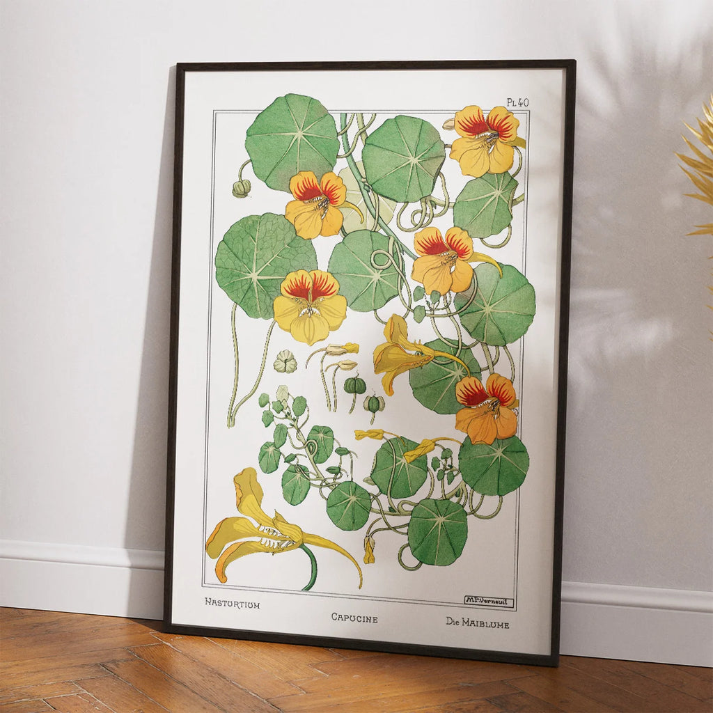 Tallerkensmækker 1896 - Botanisk plakat – billede 2