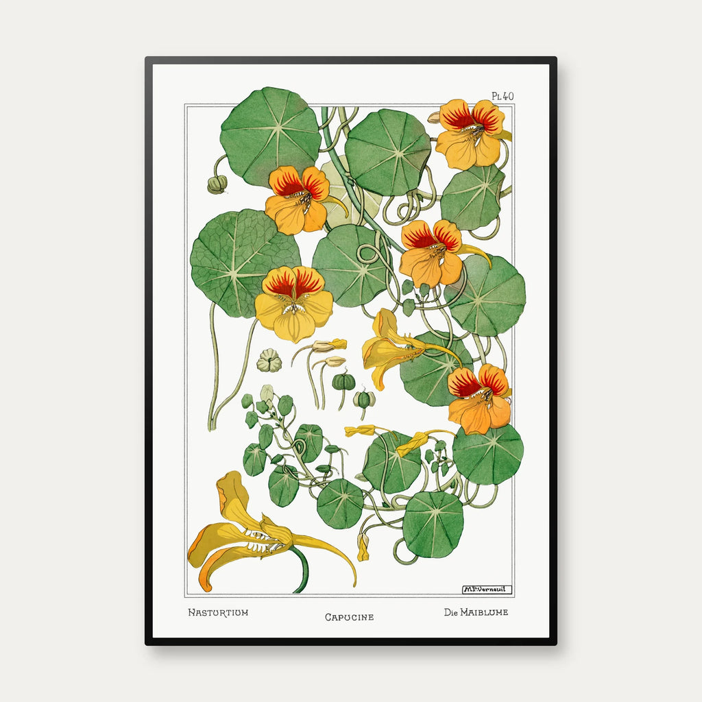Tallerkensmækker 1896 - Botanisk plakat – billede 1