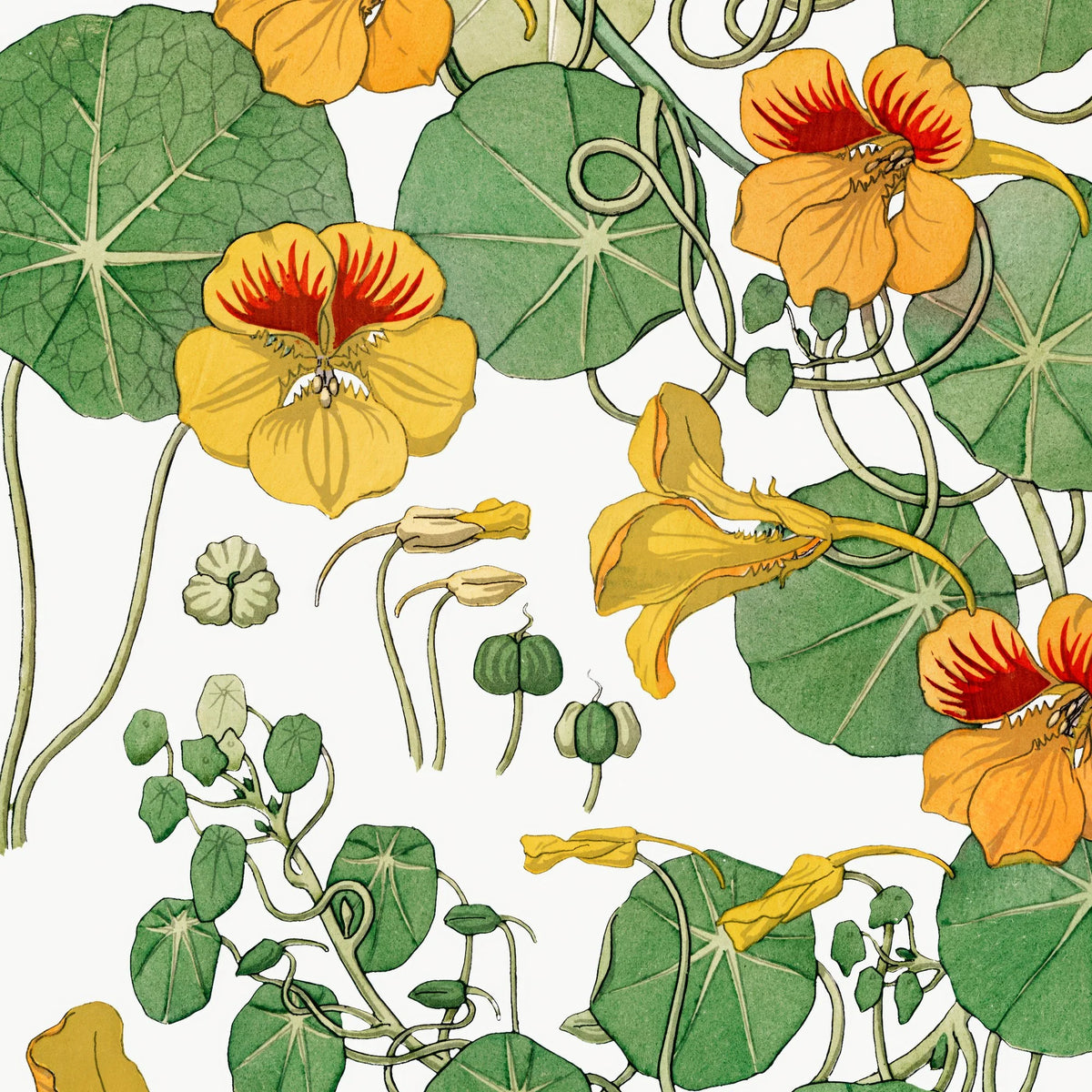 Tallerkensmækker 1896 - Botanisk plakat – billede 4
