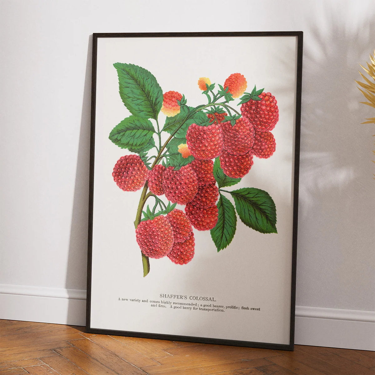 Hindbær 1900 - Botanisk plakat – billede 2