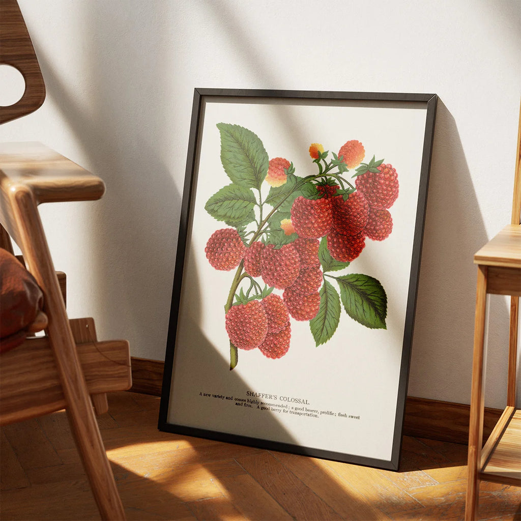 Hindbær 1900 - Botanisk plakat – billede 3