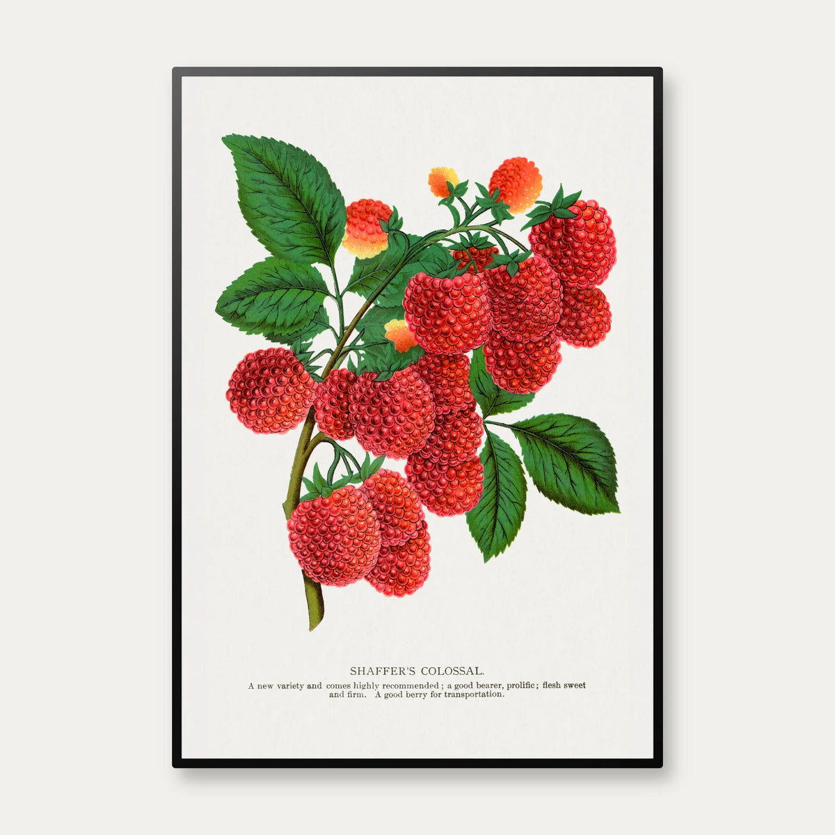 Hindbær 1900 - Botanisk plakat – billede 1