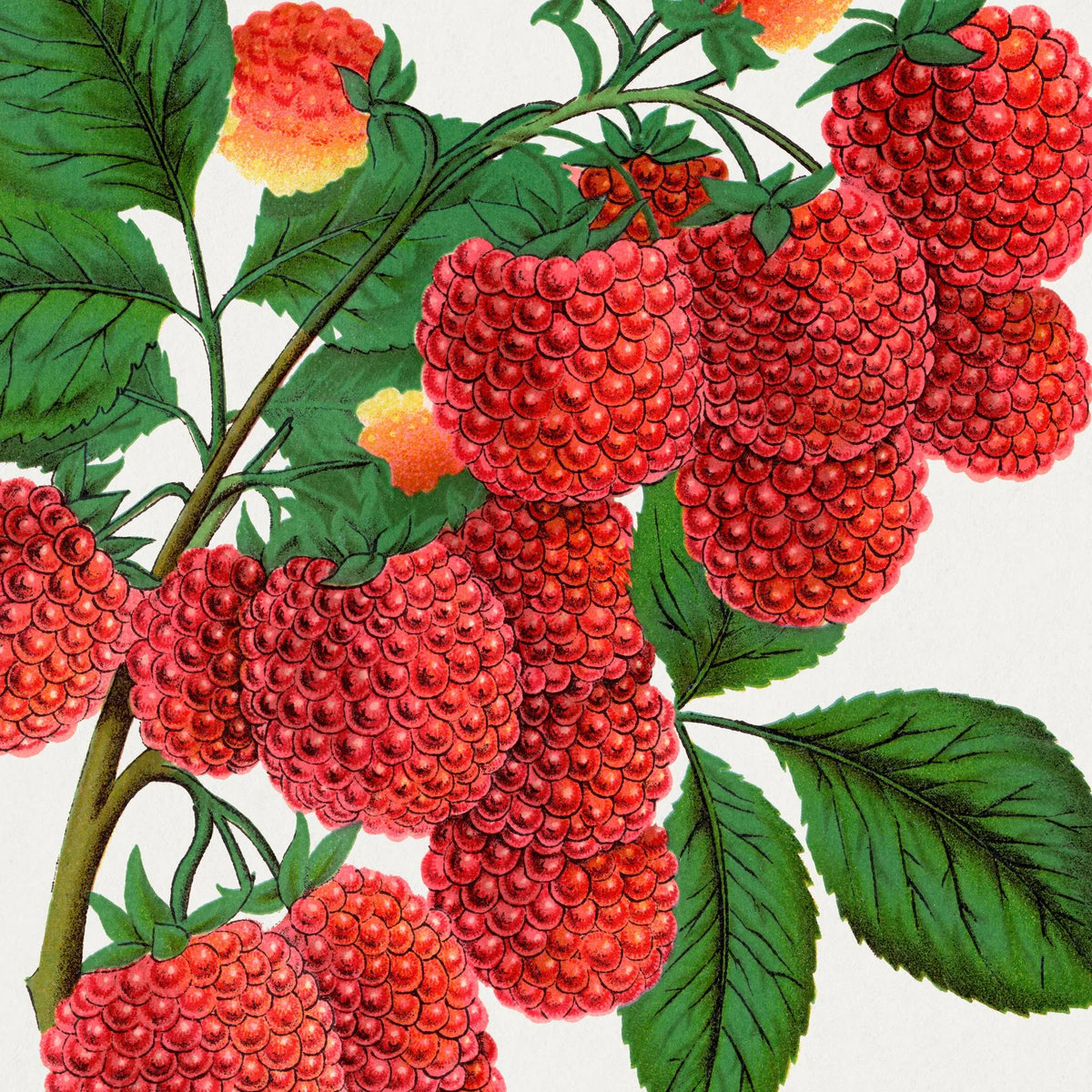 Hindbær 1900 - Botanisk plakat – billede 4