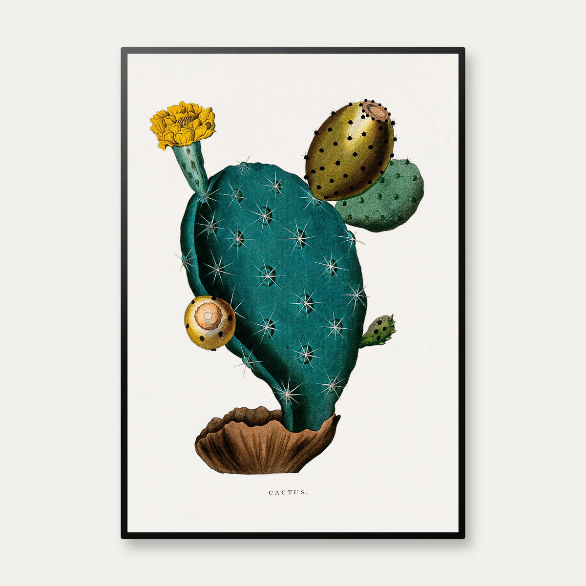 Pærekaktus 1800-tallet - Plakat – billede 1