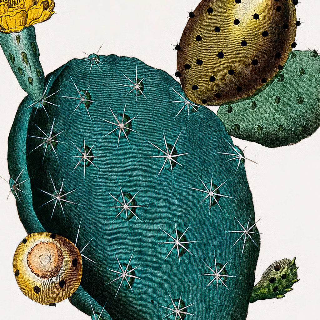 Pærekaktus 1800-tallet - Plakat – billede 4