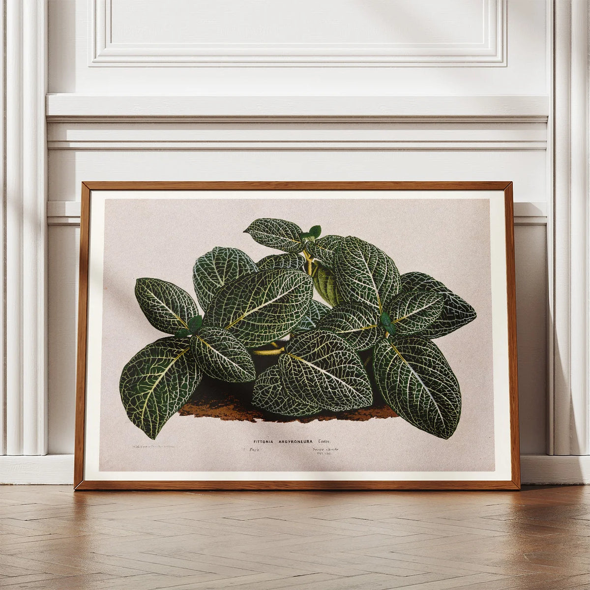 Rødåre 1865 - Fittonia Argyroneura - Plakat – billede 2