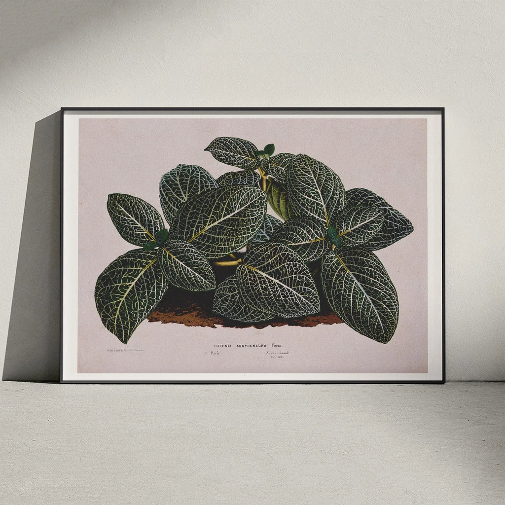 Rødåre 1865 - Fittonia Argyroneura - Plakat – billede 3