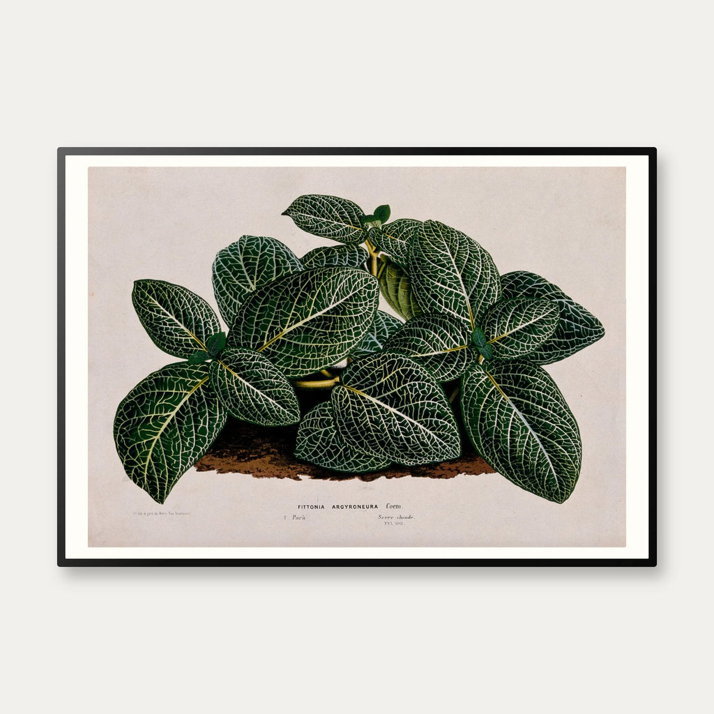 Rødåre 1865 - Fittonia Argyroneura - Plakat – billede 1