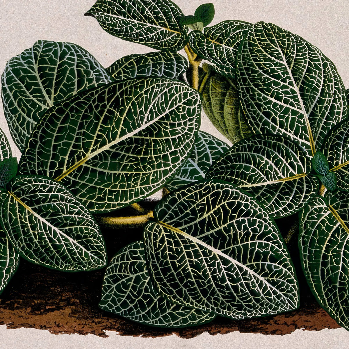 Rødåre 1865 - Fittonia Argyroneura - Plakat – billede 4