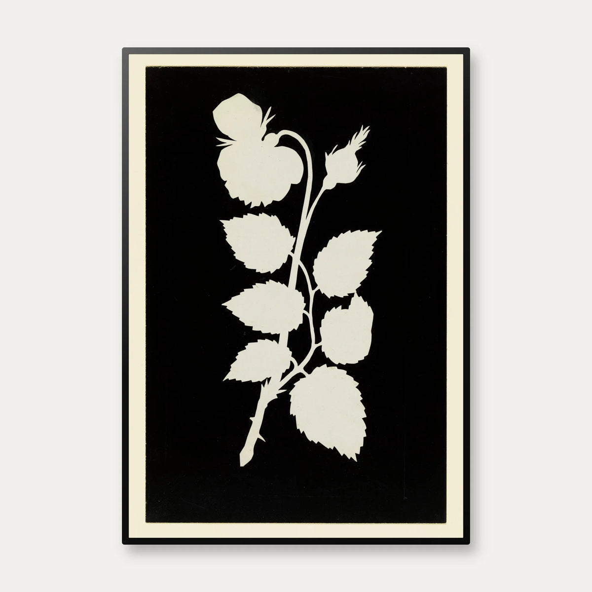 Rosens Blomst 1802 - Botanisk tryk – billede 1