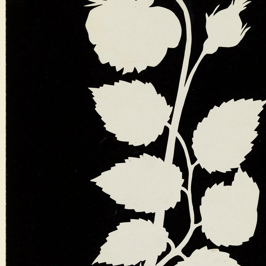 Rosens Blomst 1802 - Botanisk tryk – billede 4