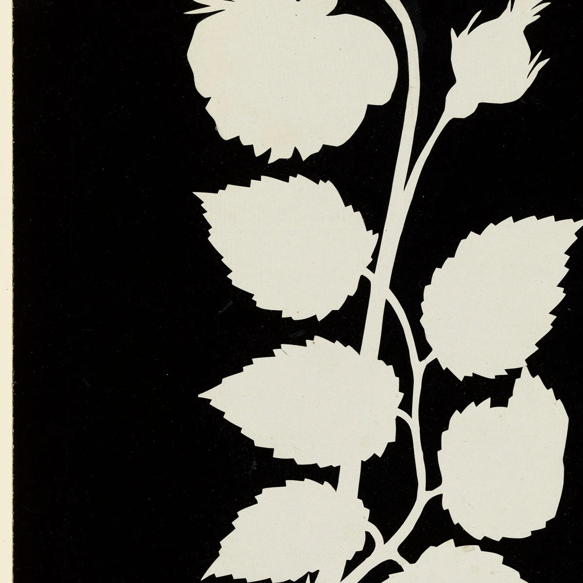 Rosens Blomst 1802 - Botanisk tryk – billede 4