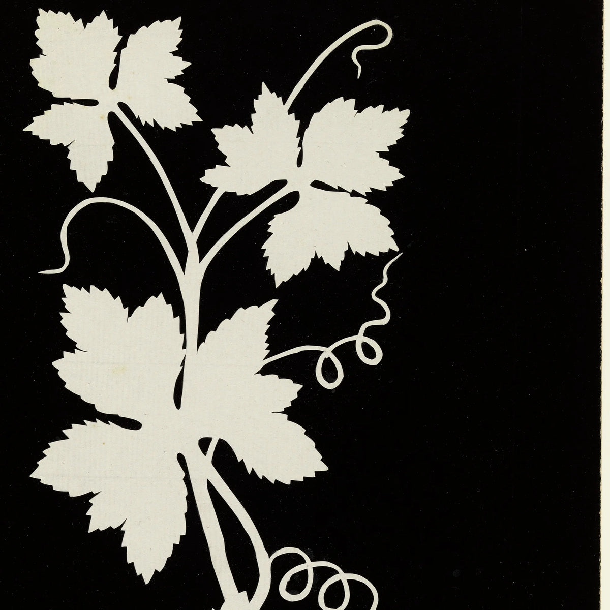 Vinblade 1802 - Botanisk plakat – billede 4