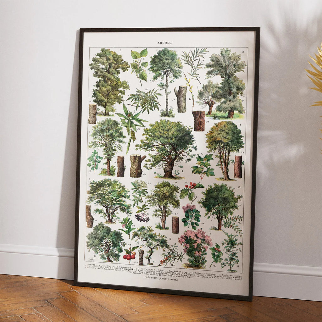 Træer i Farve 1932 - Botanisk plakat – billede 2
