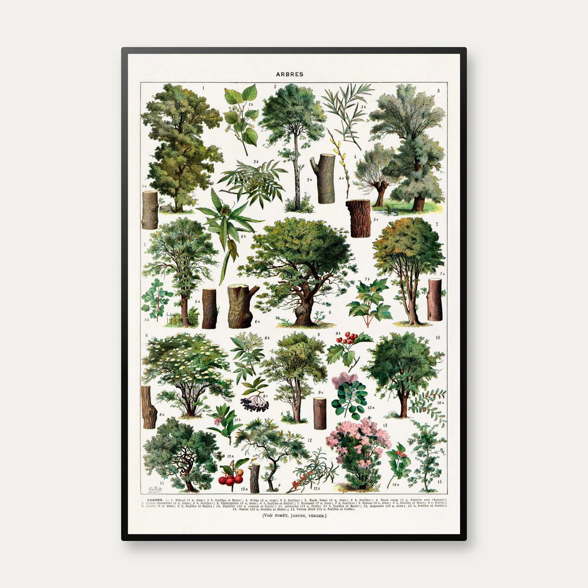 Træer i Farve 1932 - Botanisk plakat – billede 1