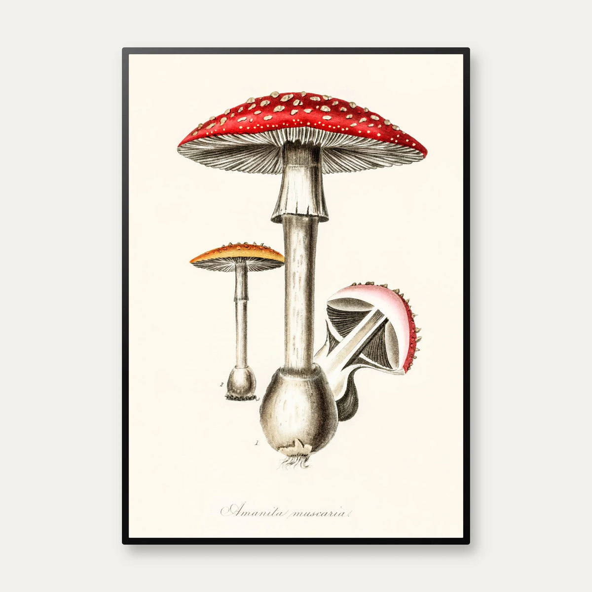 Rød fluesvamp 1836 - Plakat – billede 1