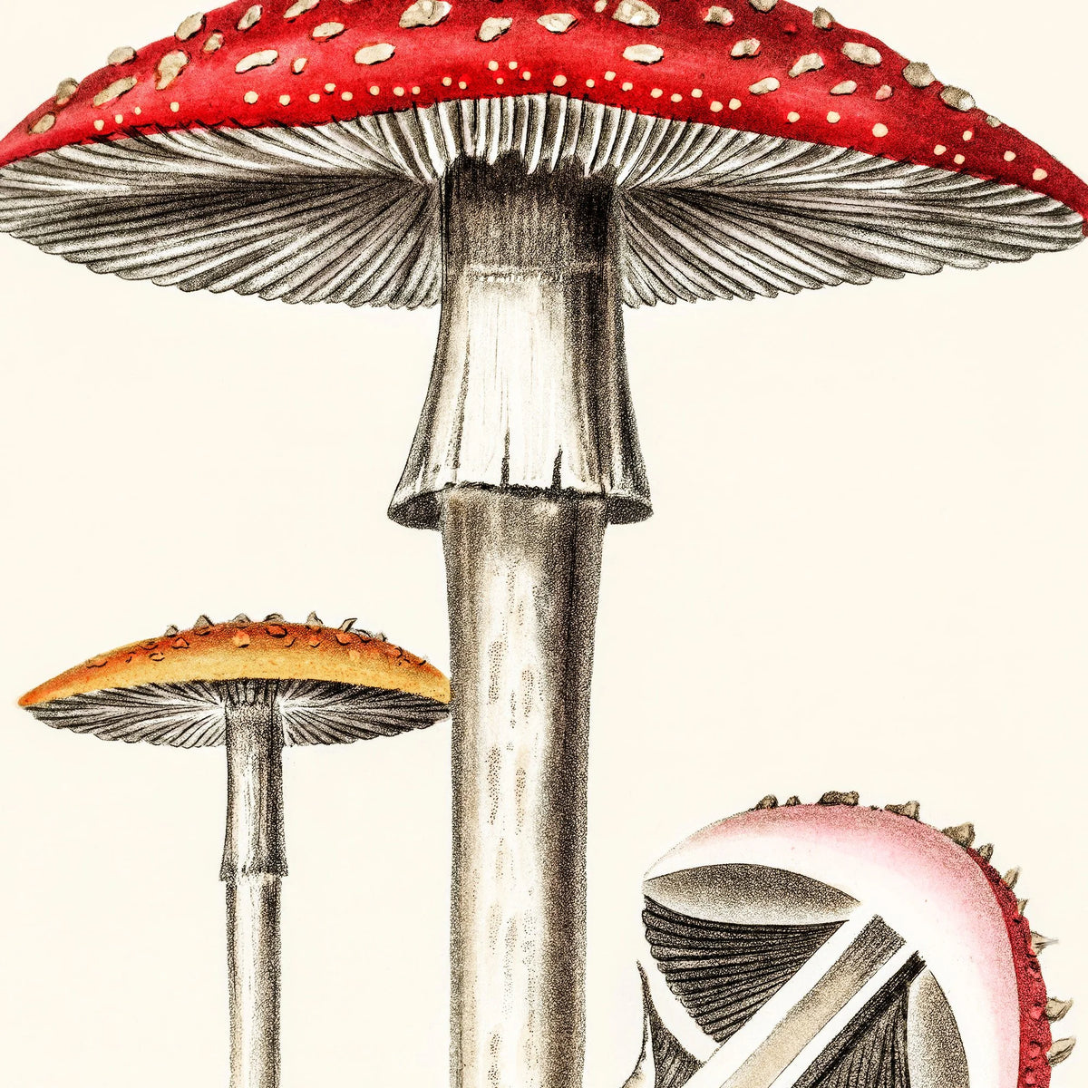 Rød fluesvamp 1836 - Plakat – billede 4