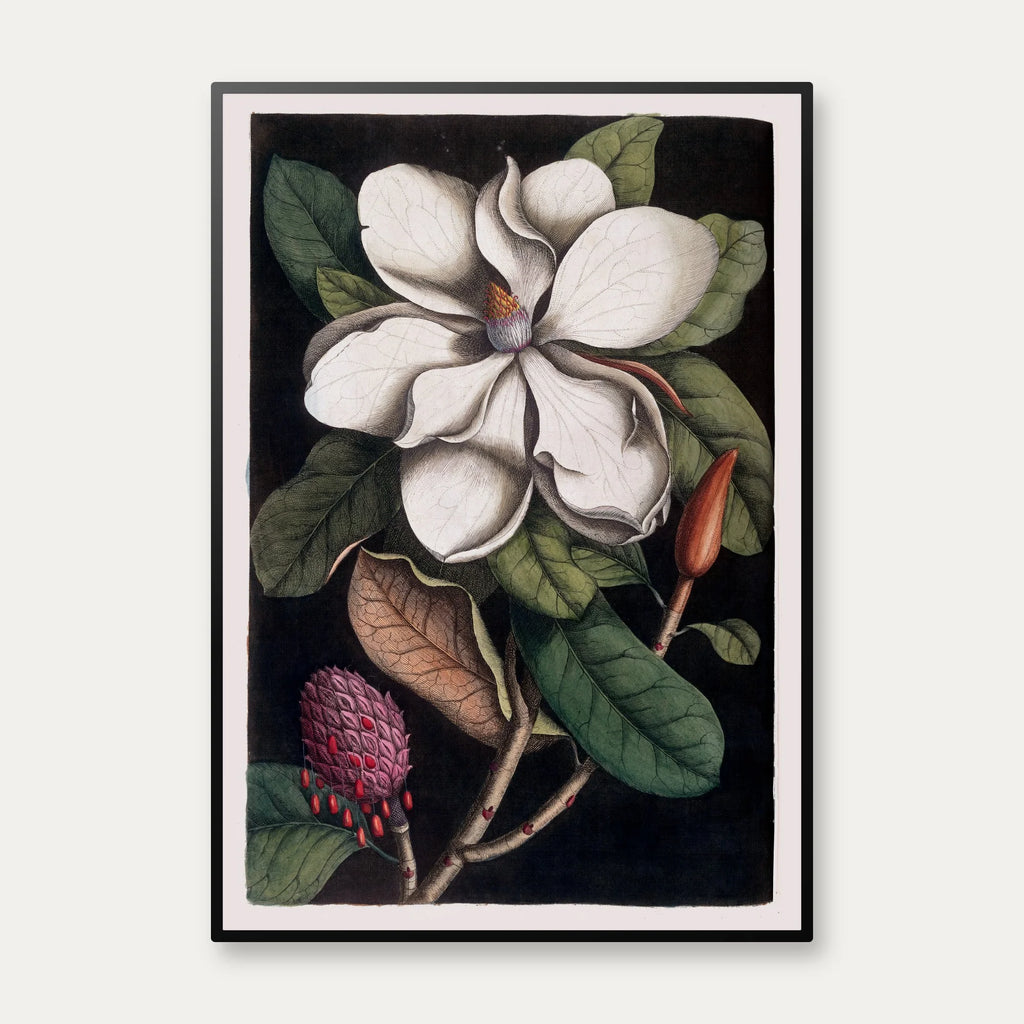 Karibisk Blomst, Bahamas 1743 - Plakat – billede 1