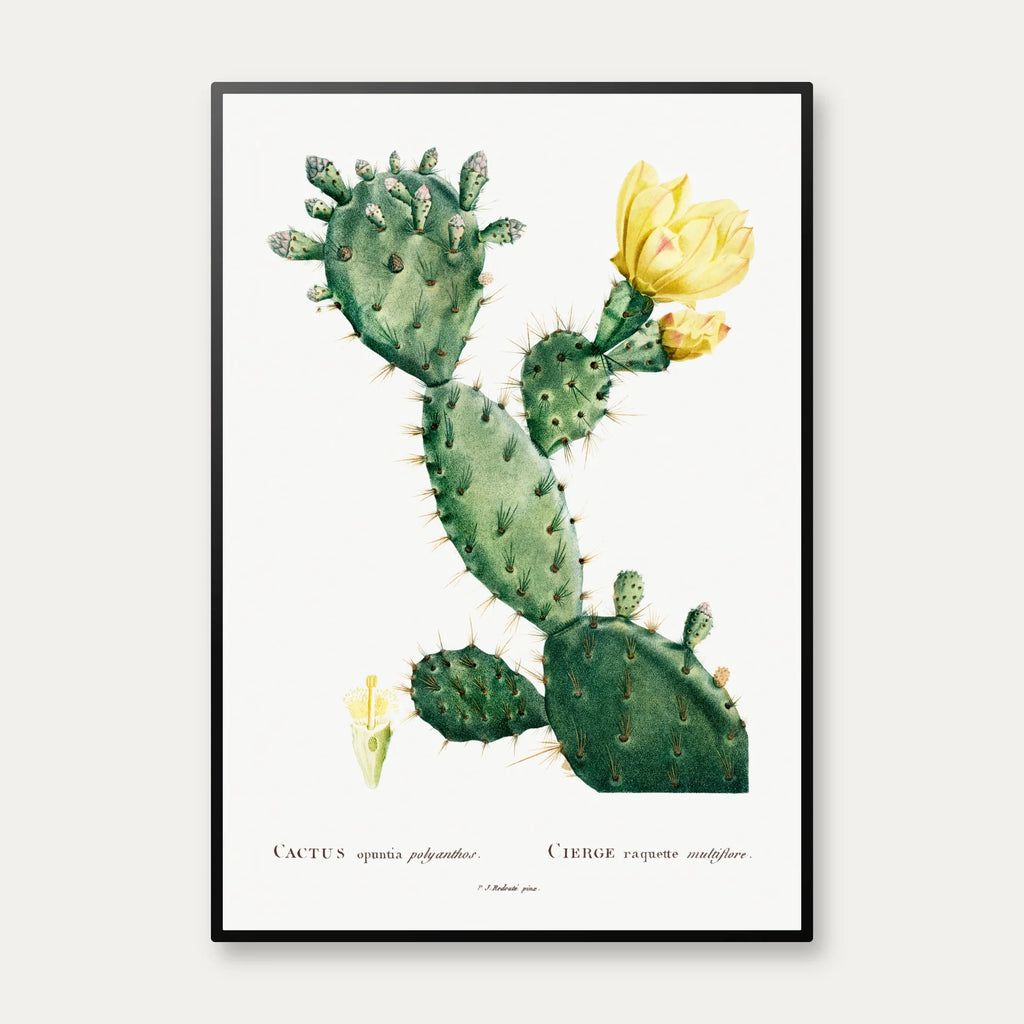 Figenkaktus 1799 - Plakat – billede 1
