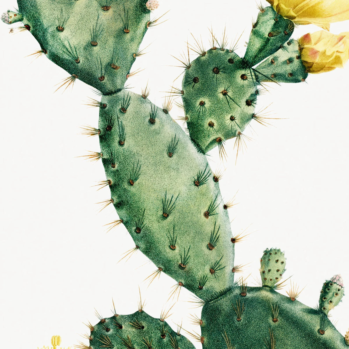 Figenkaktus 1799 - Plakat – billede 4