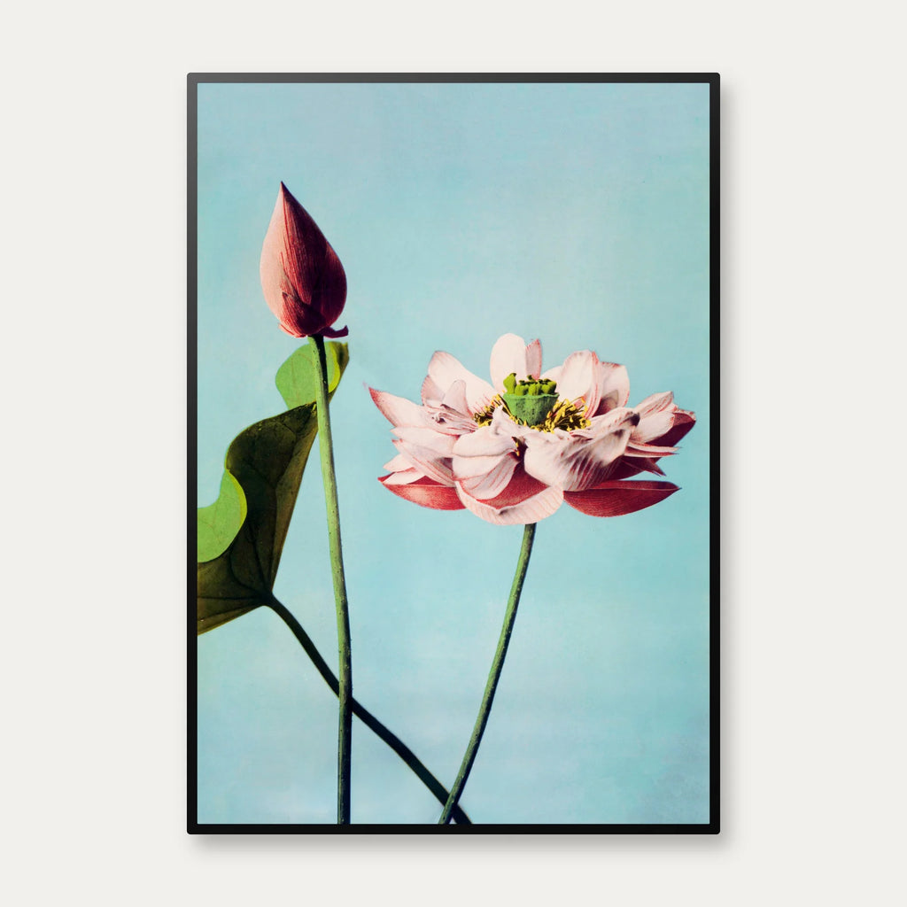 Lotusblomster 1897 - Japansk Botanik – billede 1