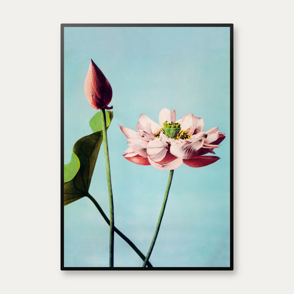 Lotusblomster 1897 - Japansk Botanik – billede 1