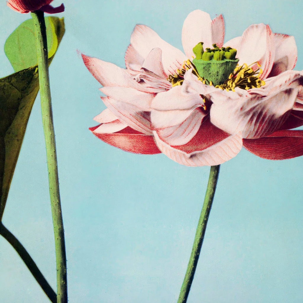 Lotusblomster 1897 - Japansk Botanik – billede 4