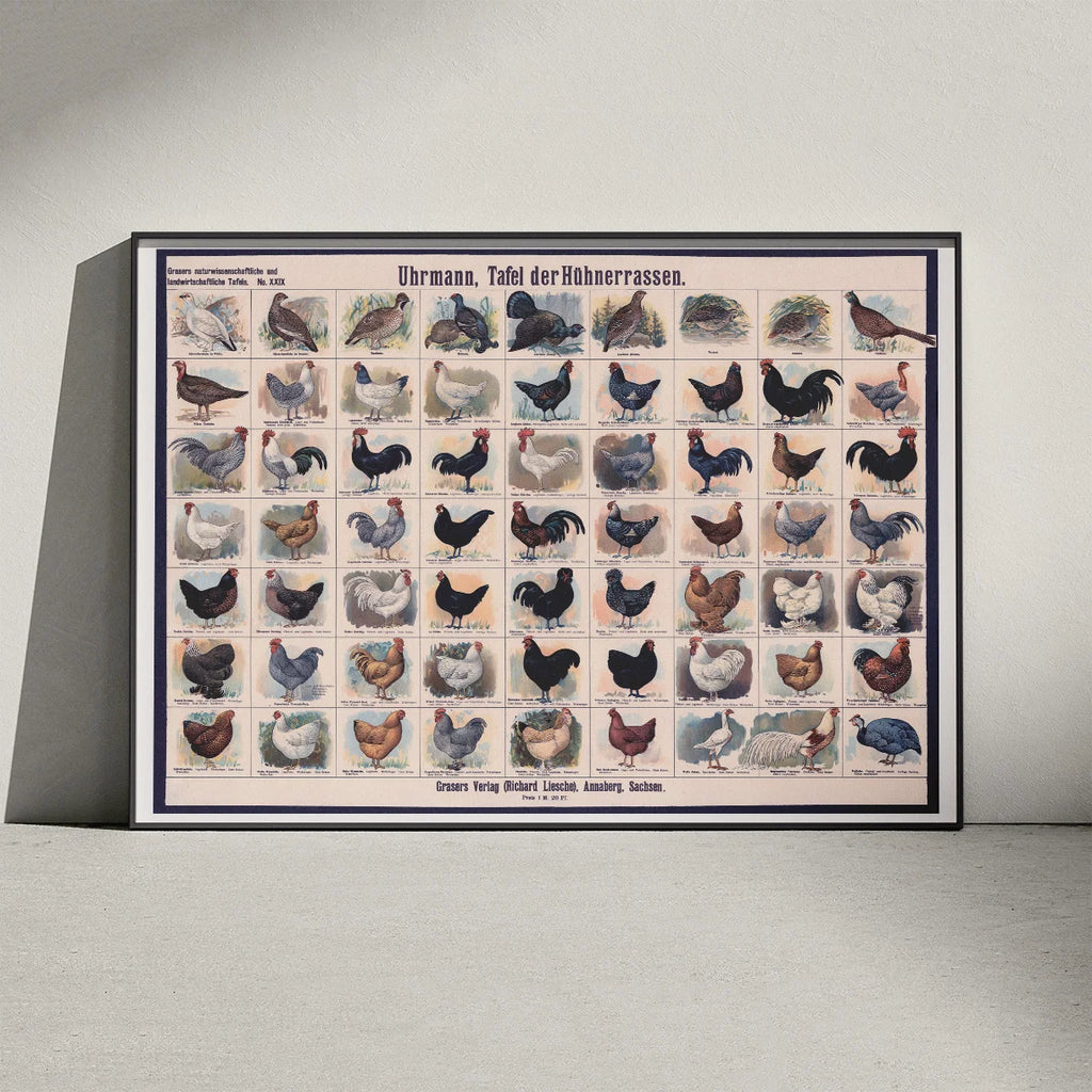 Hønseracer 1910 - Zoologisk Planke – billede 3