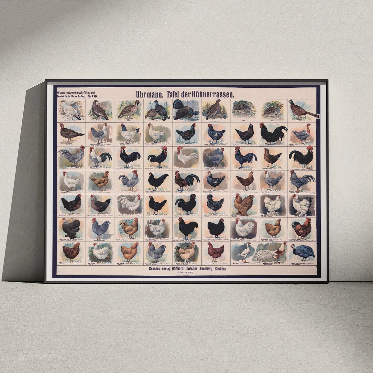 Hønseracer 1910 - Zoologisk Planke – billede 3