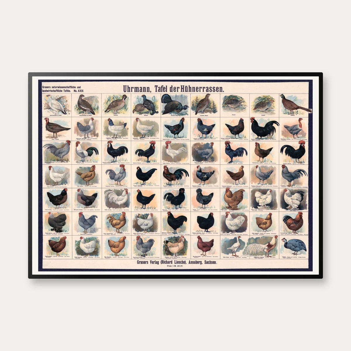 Hønseracer 1910 - Zoologisk Planke – billede 1