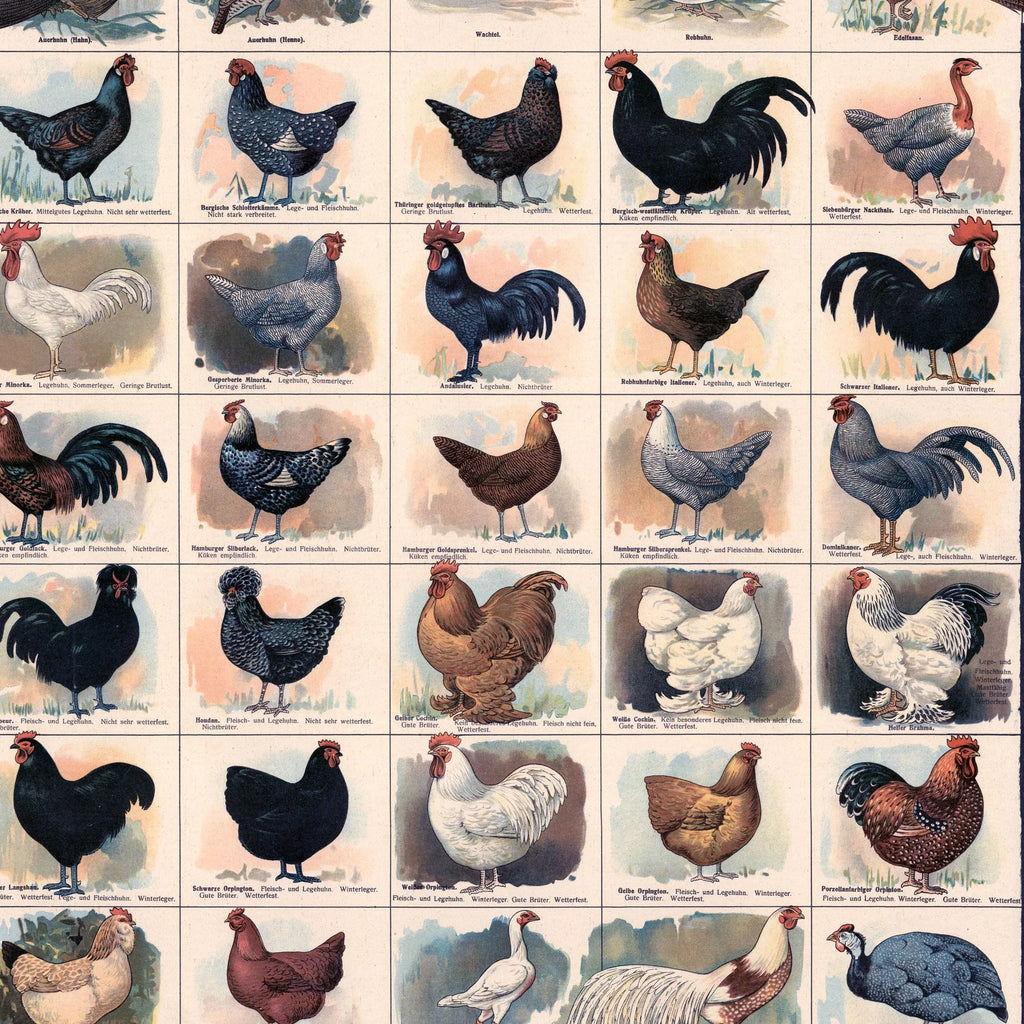 Hønseracer 1910 - Zoologisk Planke – billede 4