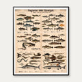Fisk & Hvirveldyr 1879 - Zoologi - 57×70 cm – billede 1