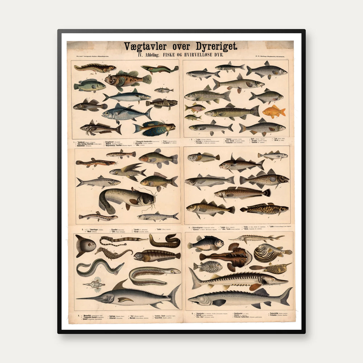 Fisk & Hvirveldyr 1879 - Zoologi - 57×70 cm – billede 1