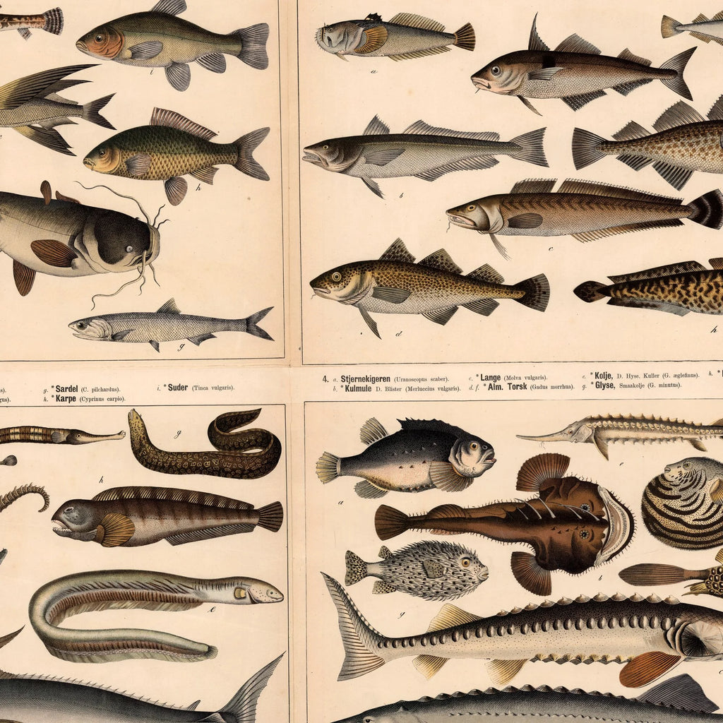 Fisk & Hvirveldyr 1879 - Zoologi - 57×70 cm – billede 4