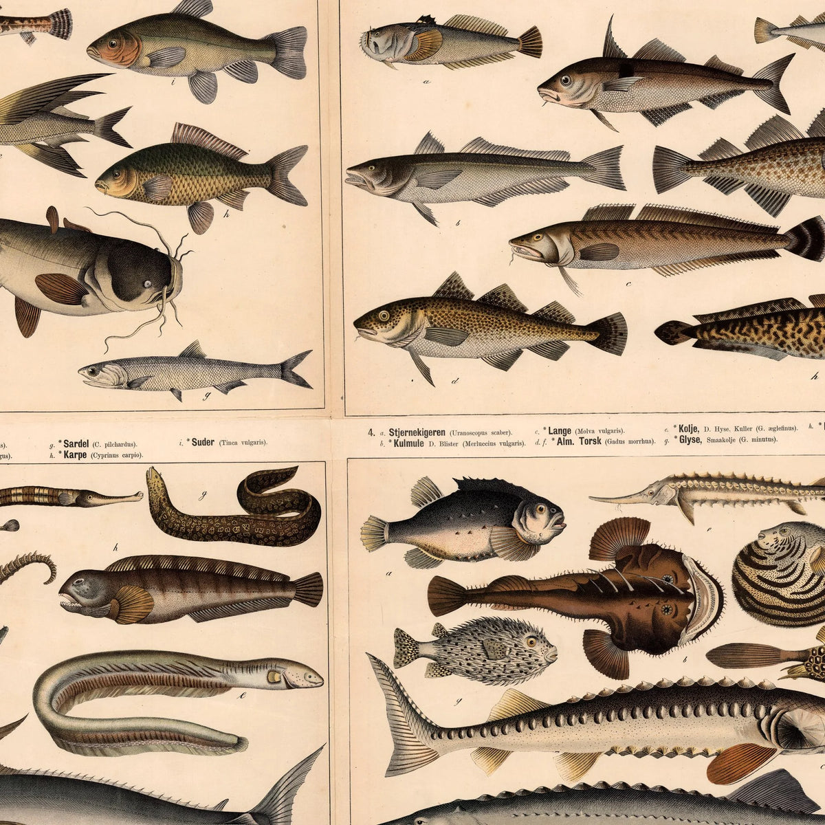 Fisk & Hvirveldyr 1879 - Zoologi - 57×70 cm – billede 4